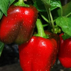 50+ Heirloom Big Red Bell Pepper Seeds - Organic, Non-GMO Vegetable Seeds - Image 2