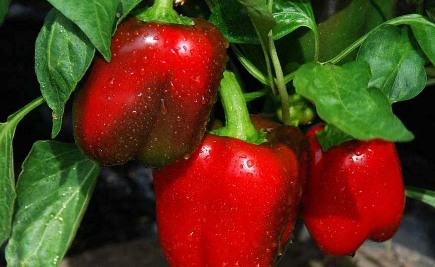 50+ Heirloom Big Red Bell Pepper Seeds - Organic, Non-GMO Vegetable Seeds - Image 2