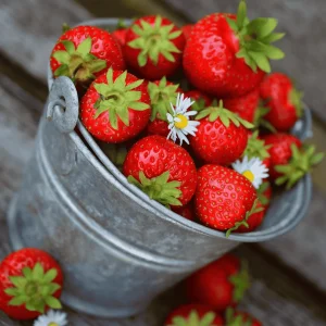 50 Honeoye Strawberry Plants – June Bearing Bare Root – Winter Hardy - Image 1