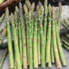 50 Jersey Giant Asparagus Bare Roots - Asparagus officinalis - High Yield - Image 1
