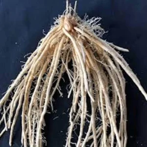 50 Jersey Giant Asparagus Bare Roots - Asparagus officinalis - High Yield - Image 4