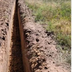 50 Jersey Knight Asparagus Crowns - 2 Year Bare Root Plants - Large, Healthy Roots - Image 8