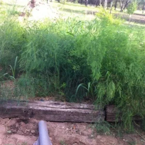 50 Jersey Supreme Asparagus Bare Roots - High-Yielding All-Male Variety - Image 2