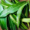 50 Live Mango Leaves (Mangifera indica) - Fresh Foliage - Image 1