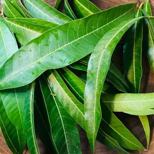50 Live Mango Leaves (Mangifera indica) - Fresh Foliage - Image 1