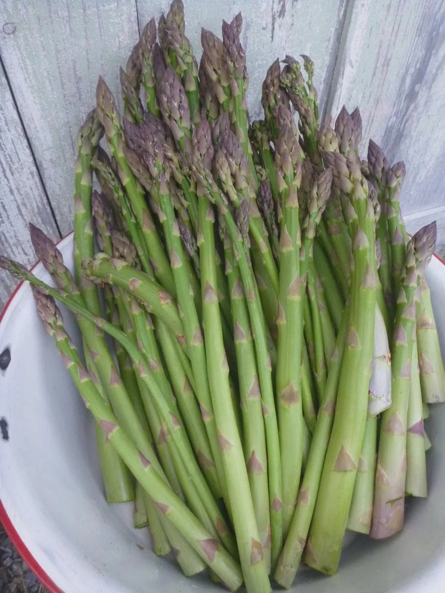 50 Millennium Asparagus Bare Roots - Cold Hardy, High-Yielding Perennial - Image 2