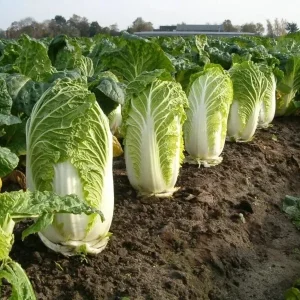 50+ Napa Michihili Cabbage Seeds - Non-GMO, USA Grown, Flavorful Vegetable - Image 2