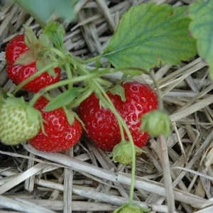 50 Ogallala Strawberry Bare Roots - Everbearing Fruit Plant for Gardens - Image 6