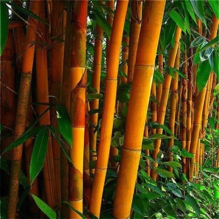50 Orange Bamboo Seeds - Clumping Exotic Privacy Screen Garden - Perennial - Image 1