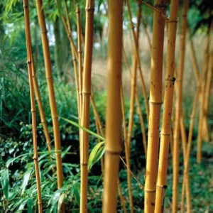 50 Orange Bamboo Seeds - Clumping Exotic Privacy Screen Garden - Perennial - Image 3