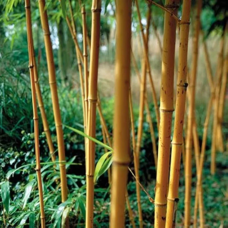 50 Orange Bamboo Seeds - Clumping Exotic Privacy Screen Garden - Perennial - Image 3