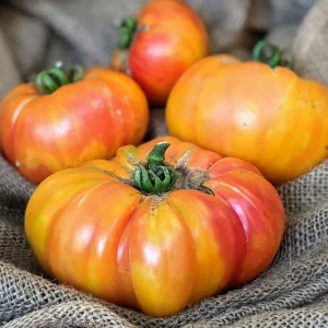50+ Organic Rainbow Giant Beefsteak Tomato Seeds - Rare Indeterminate Vegetable - Image 1