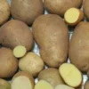50 Organic Russet Yellow True Potato Seeds - Mix Potatoes Berry USA - Image 1