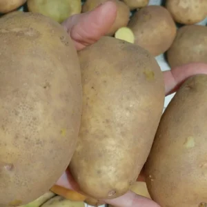 50 Organic Russet Yellow True Potato Seeds - Mix Potatoes Berry USA - Image 2