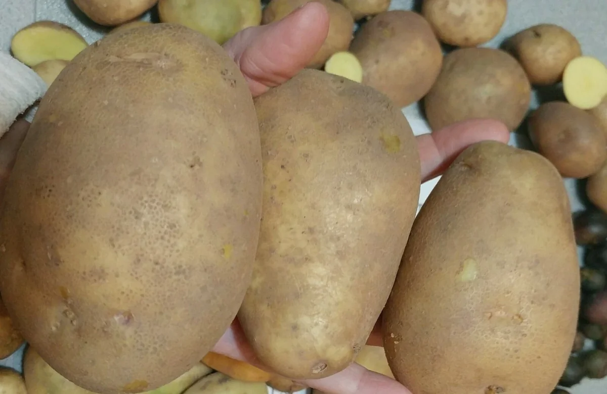 50 Organic Russet Yellow True Potato Seeds - Mix Potatoes Berry USA - Image 2