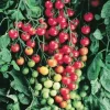 50+ Organic Super Sweet Hybrid Cherry Tomato Seeds - Non-GMO Vegetable Seeds for Outdoor Gardening - Image 1