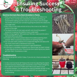 50 Ozark Beauty Strawberry Plants - Bare Root Everbearing - Sweet Red Berries - Easy to Grow - Image 5