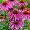 50 Purple Coneflower Kim's Knee High Bare Root Plants - Echinacea Purpurea - Image 1