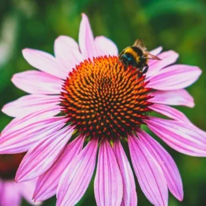 50 Purple Coneflower Kim's Knee High Bare Root Plants - Echinacea Purpurea - Image 2