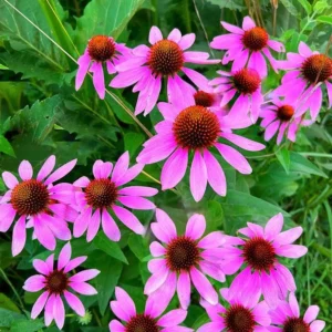 50 Purple Coneflower Kim's Knee High Bare Root Plants - Echinacea Purpurea - Image 3