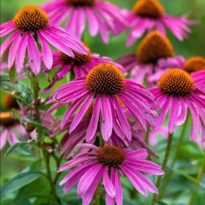50 Purple Coneflower Kim's Knee High Bare Root Plants - Echinacea Purpurea - Image 1