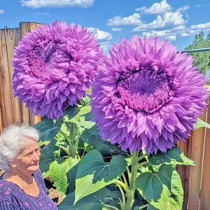 50 Purple Enchanting Giant Teddy Bear Sunflower Seeds - Annual Outdoor - Image 1