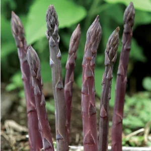 50 Purple Passion Asparagus Bare Roots - Asparagus officinalis - Sweet & Tender - Image 2