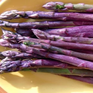 50 Purple Passion Asparagus Bare Roots - Asparagus officinalis - Sweet & Tender - Image 1
