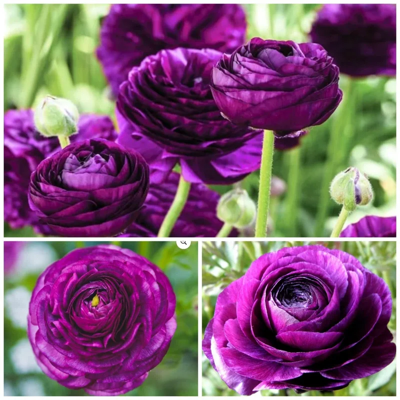 50 Purple Ranunculus Seeds – Double Bloom Buttercups – Perennial Flower Seeds – Indoor & Outdoor - Image 2