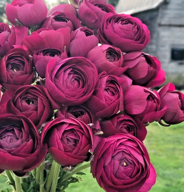50 Purple Ranunculus Seeds – Double Bloom Buttercups – Perennial Flower Seeds – Indoor & Outdoor - Image 1