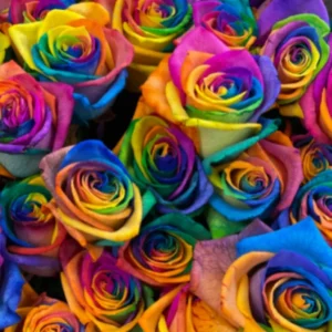 50 Rainbow Rose Flower Seeds - Multicolor Perennial Plants for Home Garden - Image 2