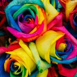 50 Rainbow Rose Flower Seeds - Multicolor Perennial Plants for Home Garden - Image 1