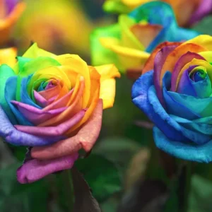 50 Rainbow Rose Flower Seeds - Multicolor Perennial Plants for Home Garden - Image 3