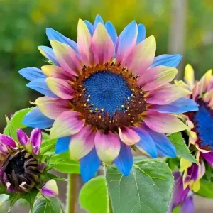 50 Rare Twin-Blossom Blue Over Pink Sunflower Seeds – Unique Heirloom Variety - Image 2