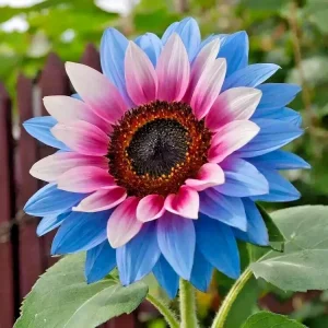 50 Rare Twin-Blossom Blue Over Pink Sunflower Seeds – Unique Heirloom Variety - Image 4