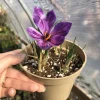 50 Saffron Crocus Sativus Bulbs – Large 9/10cm – Grow Your Own Spice - Image 1