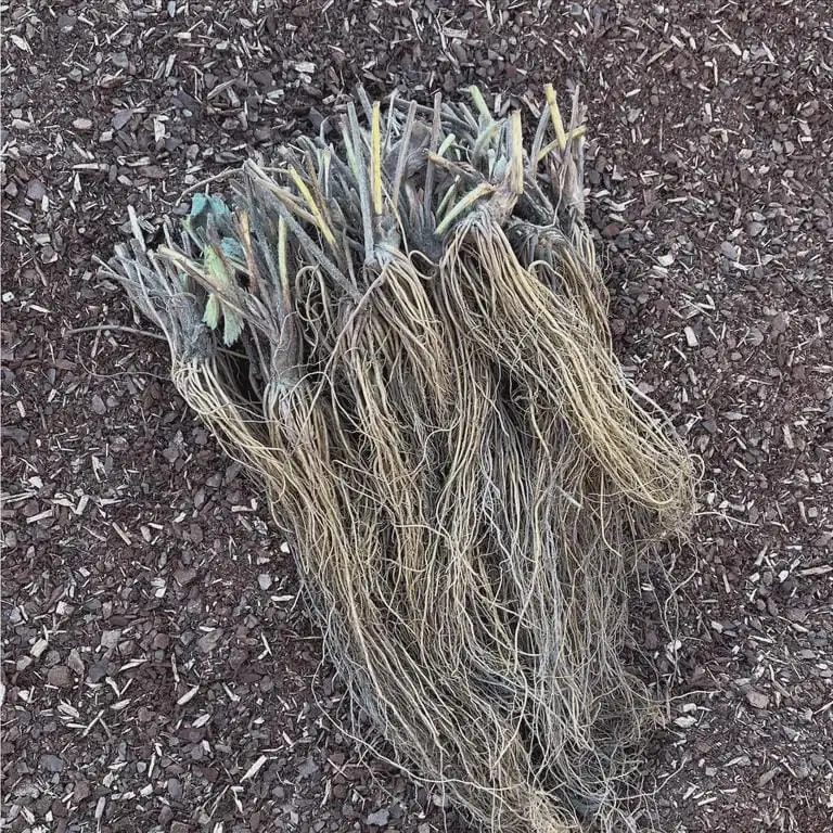 50 Seascape Strawberry Bare Roots - Everbearing Fragaria × ananassa - Zones 4-8 - Image 4