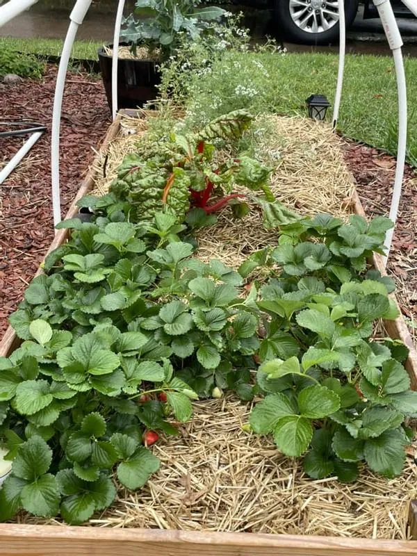 50 Seascape Strawberry Bare Roots - Everbearing Fragaria × ananassa - Zones 4-8 - Image 7