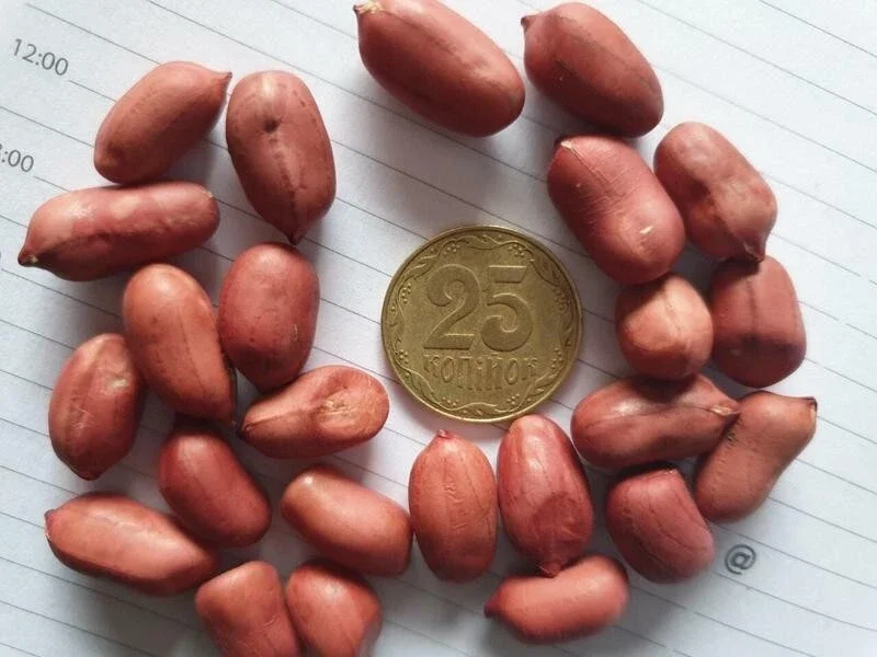 50+ Spanish Peanut Seeds for Planting - High Germination Vegetable Seeds Outdoor - Image 1