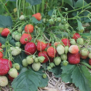 50 Sparkle Strawberry Bare Roots - Heirloom, Cold-Hardy, Sweet Berries - Image 5