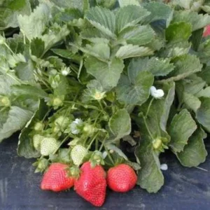 50 Sweet Charlie Strawberry Bare Roots - Fragaria - June-Bearing - Image 2