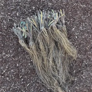 50 Sweet Charlie Strawberry Bare Roots - Fragaria - June-Bearing - Image 3