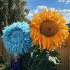 50 Teddy Bear Sunflower Seeds - Rare Yellow & Blue Mixed Annual Blooms - Image 1
