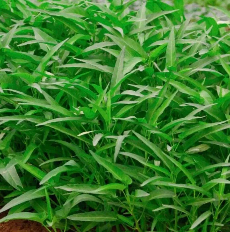 50+ Thai Water Spinach Seeds (Ong Choy / Kangkong) - Garden Vegetable - Image 2