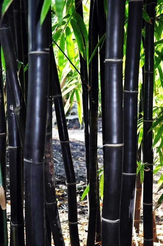 50 Timor Black Bamboo Seeds - Clumping, Exotic Privacy & Shade Screen, Perennial - Image 2