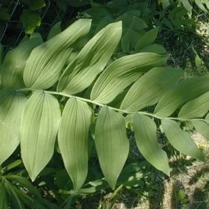 50 True Solomonseal Bare Root Plants - Polygonatum Biflorum Organic Wildflower - Image 4
