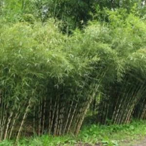 50 Umbrella Bamboo Seeds - Clumping Privacy Screen, Exotic Shade, Perennial - Image 1