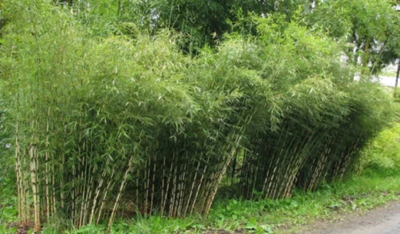 50 Umbrella Bamboo Seeds - Clumping Privacy Screen, Exotic Shade, Perennial - Image 1