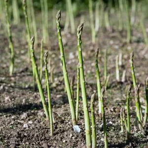 50 Viking KB3 Asparagus Bare Roots - Heirloom Vegetable Plant Indoor/Outdoor - Image 2