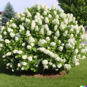 50 White Hydrangea Quercifolia Seeds - Oakleaf Flower Bush Perennial - Image 1